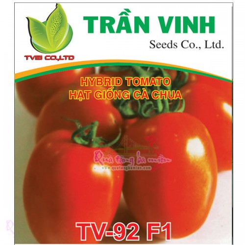 Hạt giống Cà chua Hàn Quốc (TV-92 F1) - 1Gr