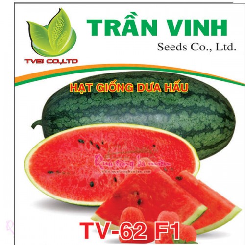 Hạt giống Dưa hấu Thái Lan (TV-062 F1) - 20Gr