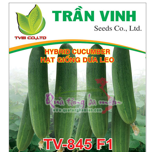 Hạt giống Dưa leo Đài Loan (TV-845 F1) - 10Gr