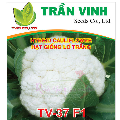 Hạt giống Lơ trắng Đài Loan (TV-37 F1) - 2Gr