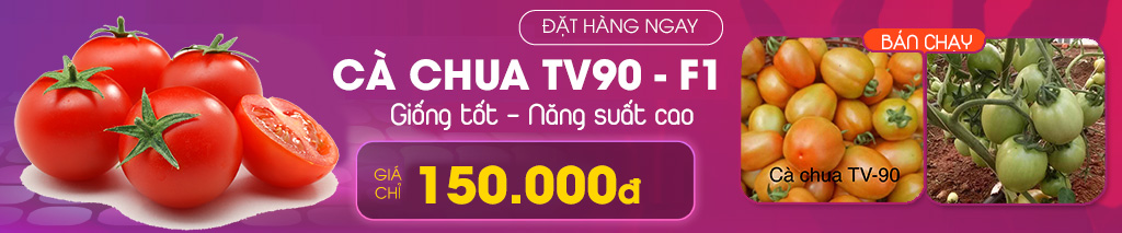 Giống cà chua Tv90