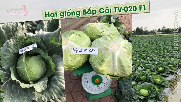 Hạt giống Bắp Cải Tv020 - Siêu năng suất