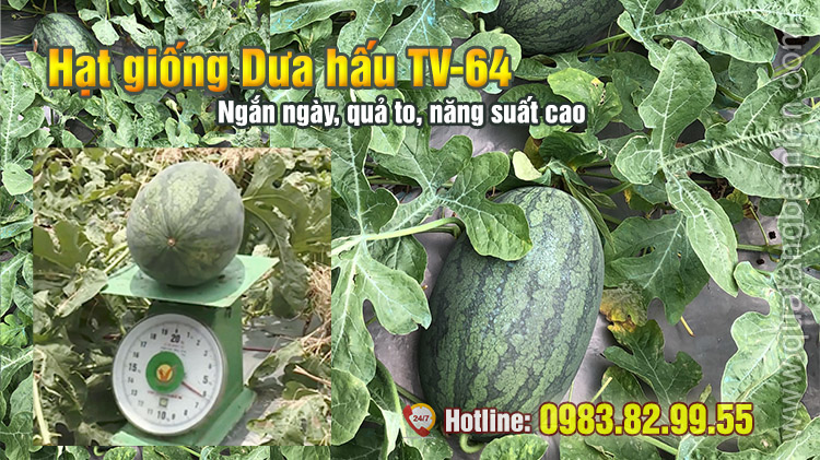 Hạt giống Dưa hấu Tv64