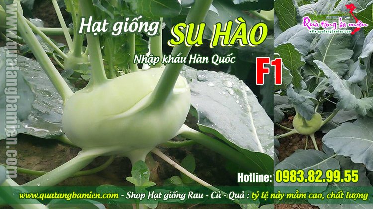 Bán Hạt giống su hào F1