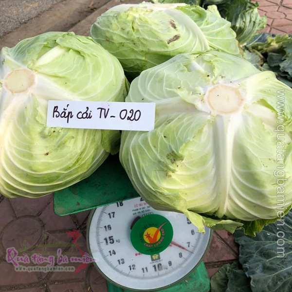 Hạt giống Bắp Cải
