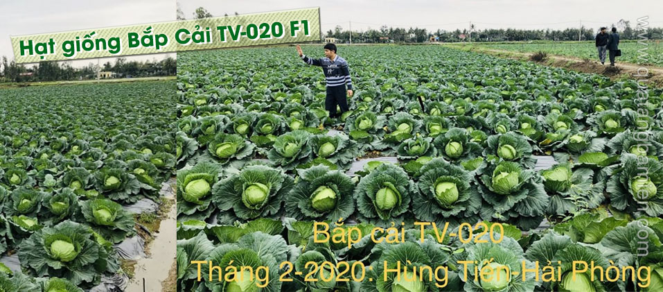 hinhanh bap cai tv 020 f1