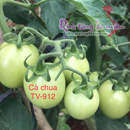 Hạt giống Cà Chua