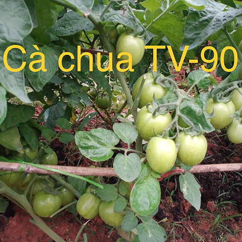 Hạt giống Cà Chua Hàn Quốc