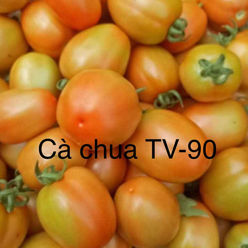 Hạt giống Cà Chua Hàn Quốc