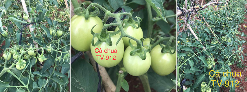 hat giong ca chua tv912 3