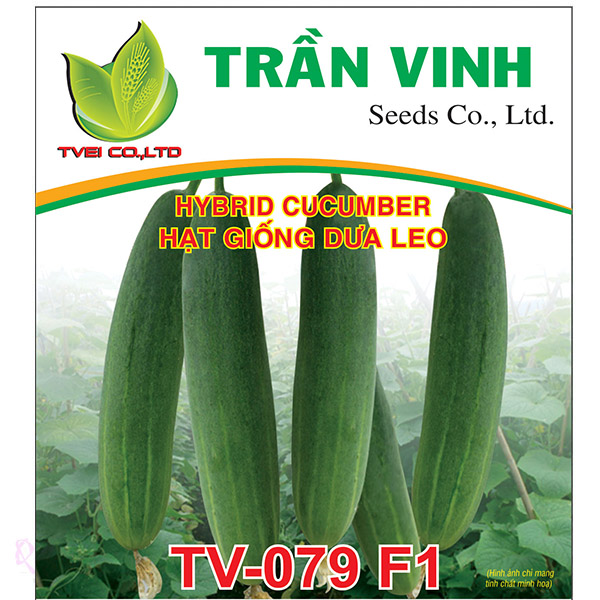 Hạt giống Dưa leo Thái Lan