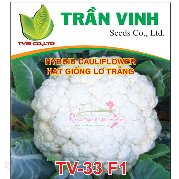 Hạt giống Lơ trắng Thái Lan